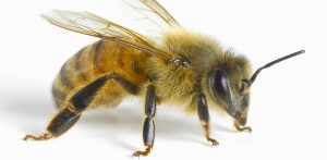 Close-up of honey bee