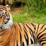 Ja kafshët më vdekjeprurëse në natyrë (FOTO)