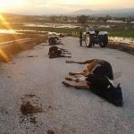 Autostrada në Shkup mbulohet me lopë të ngordhura (FOTO)