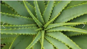 aloe