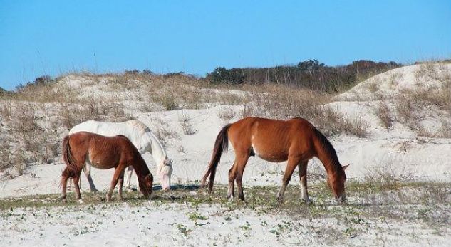 wildhorse_1473860754-3442650