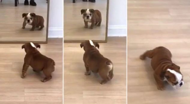 Qesharake, qenushi tmerrohet kur sheh veten në pasqyrë (VIDEO)