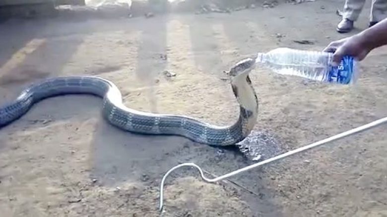Burri ia shpëton jetën kobrës, i jep ujë nga shishja e vetë (VIDEO)