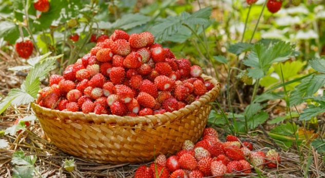 Të mirat shëndetësore të luleshtrydhes së egër