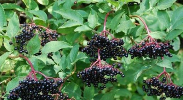 “Bima që më shpëtoi nga kanceri”, kjo është një histori e vërtetë