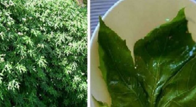 Kjo bimë është quajtur “Dhuratë nga Zoti” dhe thuhet se kuron mbi 100 sëmundje!