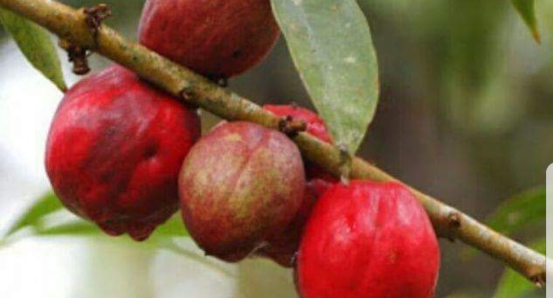 Ky është fryti që mbyt 70 për qind të qelizave të kancerit