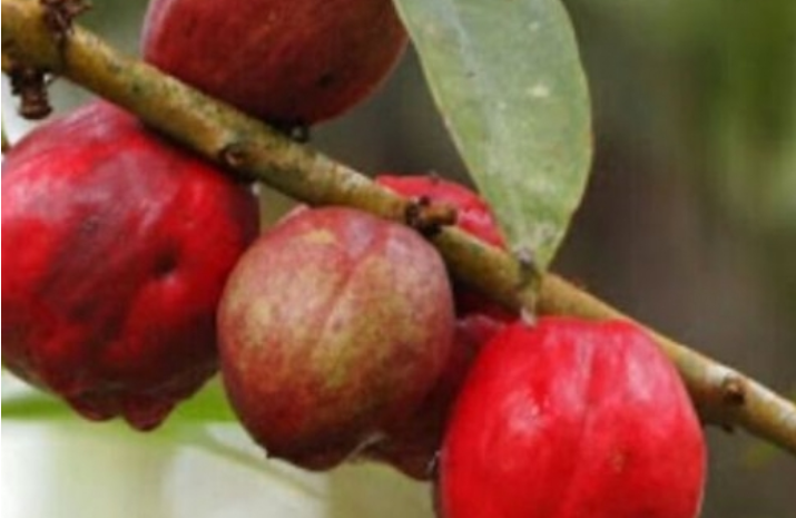 Studimi: Ky ësht fruti që vret qelizat kancerogjene