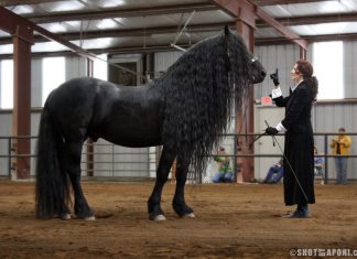 Ky është kali më i bukur dhe më i shtrenjtë në botë (FOTO)