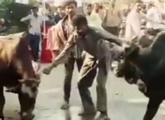 Deshi të ndalojë demat që të ndeshen, e pësoi keq burri kur e futën në mes (VIDEO)