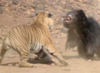 Tigri lufton me arushën, shikoni kush fiton (VIDEO)