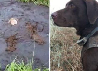 Pronari ra në baltën e butë, qeni i tij ia shpëtoi jetën (VIDEO)
