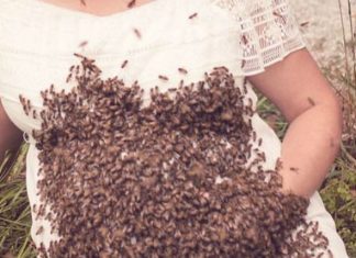 20 mijë bletë në barkun e shtatzënës