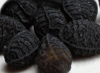 Njihuni me ilaçin e mrekullisë! Shëron çdo sëmundje