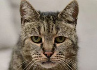 Ushqimet të cilat macet assesi nuk duhet t’i konsumojnë