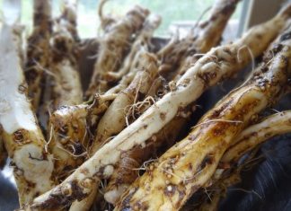 Rrënjët e kësaj bime shkatërrojnë qelizat kancerogjene për vetëm 48 orë