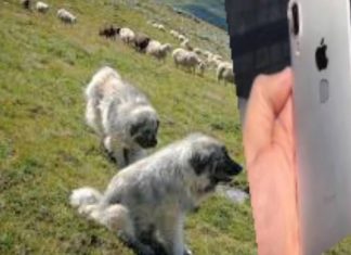 Ndërron “Iphone 8” për dy qenë Sharri