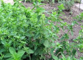 Bima që kushton 50 mijë euro gjendet edhe tek ne, ja për çfarë shërben