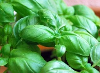 Borziloku, mrekullia e gjelbër shqiptare dhe super vetitë e tij për shëndetin