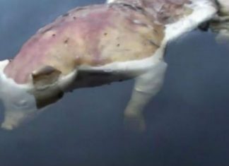 Krijesa misterioze në liqe me kokë derri dhe duar si të njeriut (VIDEO)