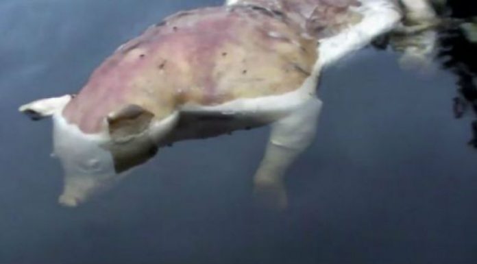 misterioze_1527414505-9512658