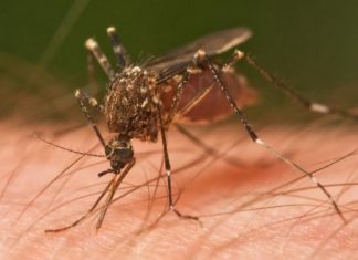 Filluan shqetësimet, ja 3 gjërat që ndihmojnë kundër pickimit të mushkonjave