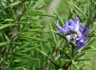 Rozmarina bima që lufton sëmundjet mendore dhe përmirëson kujtesën, ja si përdoret