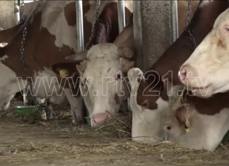 La Gjermaninë për Kosovën, tani ka qindra lopë e viça (VIDEO)