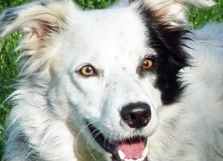 Qeni që di më shumë se 1,000 fjalë (VIDEO)