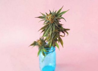 Kanabisi zbukuron lëkurën