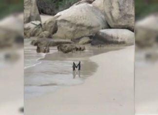 Pinguinët romantikë ecin të dashuruar, mahnitëse (VIDEO)