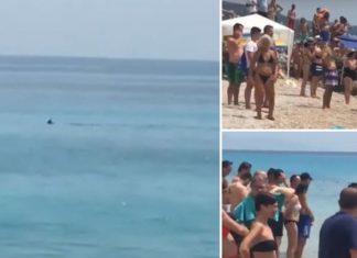 Pushuesit braktisin detin e Dhermisë, 4 peshkaqenë tmerruan turistët (VIDEO)
