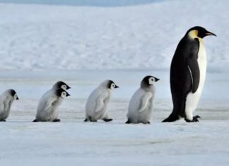 Në Kopshtin Zoologjik Shkup do të arrijnë pinguinë