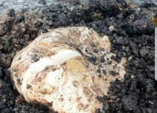 Tronditëse, në Kamenicë këpurdha çan asfaltin