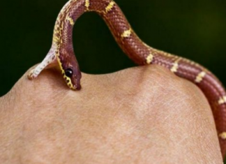 Si të veproni nëse kafshoheni nga gjarpri