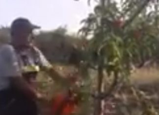 Bujku maqedonas i revoltuar pret pemët shkaku i çmimit të ulët të pjeshkëve (VIDEO)