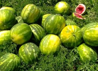 Si të kuptoni nivelin e nitrateve te shalqini në kushtet e shtëpisë