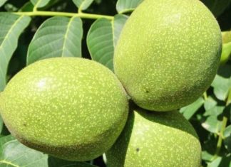 Kura me 40 arra të gjelbra të pabëra, ilaçi për tiroidet, gjakun dhe energjinë