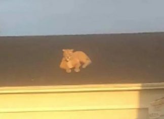 Doli të pinte një cigare, gruaja befasohet kur sheh se çfarë kishte hipur në shtëpinë e fqinjit (FOTO)