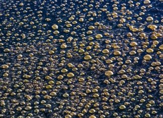Ç’po ndodh? Deti i Siberisë po vlon, 80 shkencëtarë shkojnë të shohin situatën