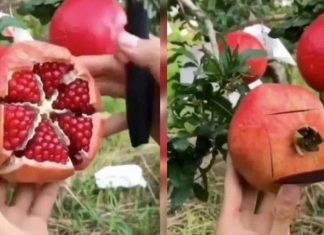 Kështu mund ta prisni shegën brenda një minuti (VIDEO)