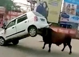 Shoferi përjeton 15 minuta tmerr, demi i shkatërron makinën (VIDEO)