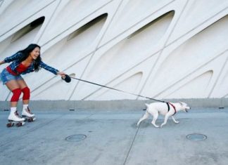 Mbajtja e qenit jua ulë rrezikun e vdekjes për 24 për qind