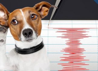 E habitshme çfarë tregojnë pamjet nga kamerat e studimit: Si e ndiejnë kafshët tërmetin 3 javë para se ai të ndodhë. Ja ç’kanë vërejtur studiuesit dhe shkencëtarët