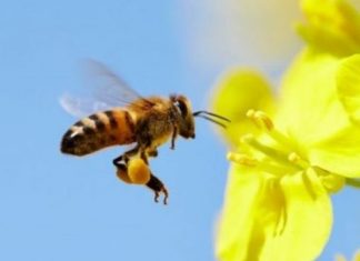 Bleta shpallet gjallesa më e rëndësishme që jeton në planet