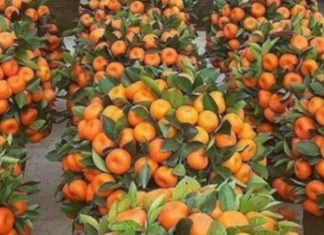 Koha e mandarinave, kujdes nëse hani shumë, mund të përfundoni te mjeku