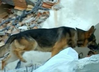 Si i zbuloi qeni hero personat e gjallë nën rrënojat në Durrës