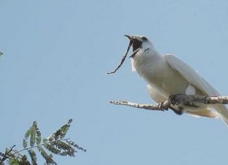 Kurrë nuk do ta qëlloni për cilin shpend bëhet fjalë vetëm kur dëgjoni tingullin