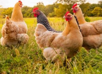 Shkenca duket se “ka zbuluar” cila lindi e para, pula apo veza