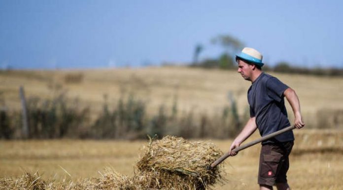 Punonjes puntore pune bujqesi